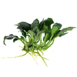 Anubias sp. Kirin 'Mini'