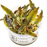 1-2-Grow! Cryptocoryne 'Mi Oya'