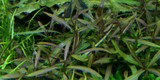 1-2-Grow! Hygrophila 'Araguaia'