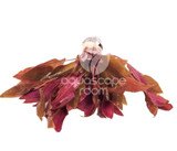 Alternanthera Rosaefolia Bundle