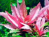 Cryptocoryne Wendtii Flamingo