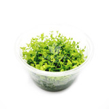 Micranthemum 'Monte Carlo' Tissue Culture