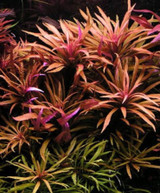 Limnophila Aromatica "Red" Bundle
