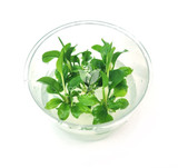 Anubias Heterophylla Tissue Culture