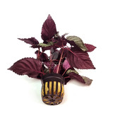 Potted Hemigraphis Big Leaf
