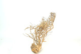 Caspian Driftwood *CP081M
