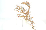 Caspian Driftwood *CP083M