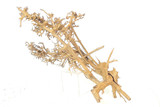 Caspian Driftwood *CP094M
