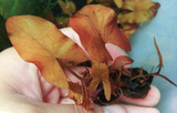 Dwarf Lily (Nymphaea Rubra)
