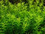 Potted Hemianthus Micranthemoides (Pearlweed)