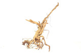 Tigerwood Driftwood