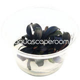 Bucephalandra Brownie Ghost Ulu Kapus Tissue Culture