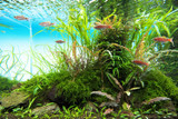 Cryptocoryne spiralis 'Caudigera' ADA Tissue Culture