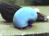 Mystery Snail (Multiple Color)