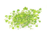 Hydrocotyle Tripartita