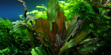 Echinodorus 'Reni' Tissue Culture