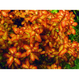 Ludwigia Senegalensis 'Guinea' Tissue Culture