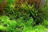 Gratiola Viscidula Tissue Culture