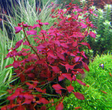 Ludwigia Repens 'Super Red' ADA Tissue Culture