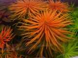 Ludwigia Inclinata Var. Verticillata (Pantanal)