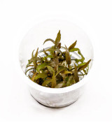 Cryptocoryne Axelrodi ADA Tissue Culture