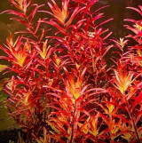 Rotala rotundifolia 'Blood red' ADA Tissue Culture
