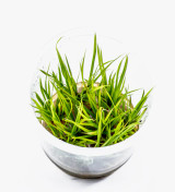 Cyperus helferi ADA Tissue Culture