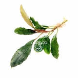 Bucephalandra Centipede