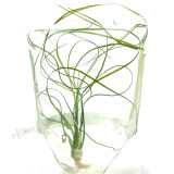 Eriocaulon breviscapum 'Featherduster' ADA Tissue Culture