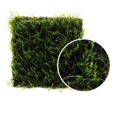 Taxiphllum sp. 'Flame Moss' ADA Wabi Kusa
