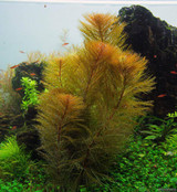Myriophyllum Aquaticum 'Roraima' Tissue Culture
