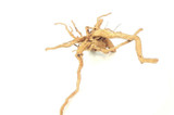Spiderwood *SP0603