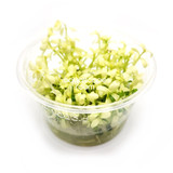 Bacopa Compact 'White' Tissue Culture
