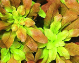Ludwigia sphaerocarpa