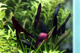 Echinodorus 'Aflame'