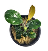Anubias Barteri var. Coffeefolia