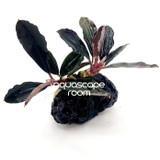 Bucephalandra Red Mini On Stone