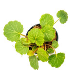 Saxifraga stolonifera (Strawberry Begonia)