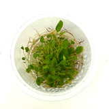 Begonia vankerckhovenii ADA Tissue Culture