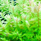 Rotala Macrandra Green