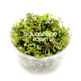 Rotala Macrandra Green Tissue Culture