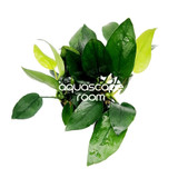 Anubias nana 'Peacock'