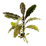Bucephalandra Trio (3- Plant Combo)
