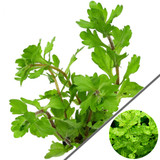 Trichocoronis rivularis