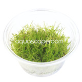 Vesicularia dubyana 'Christmas' Tissue Culture
