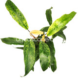 Anubias Minima 'Variegated'