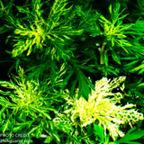 Hygrophila difformis variegated