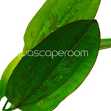 Echinodorus ‘Red Edge’ Variegated