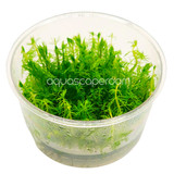 Myriophllum Mattogrossense 'Green' Tissue Culture