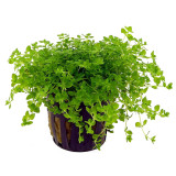 Hemianthus Micranthemoides (Pearlweed)